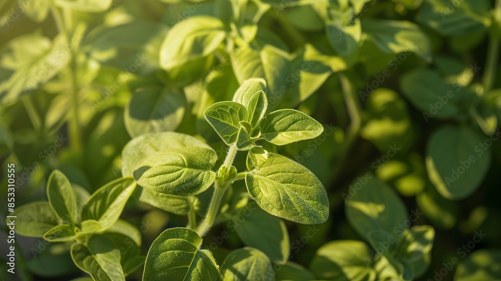 Sticker Detailed macro of oregano leaves, early morning light, small rounded leaves, fine texture, soft background. 