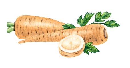 Parsnip watercolor vegetable plant gardening