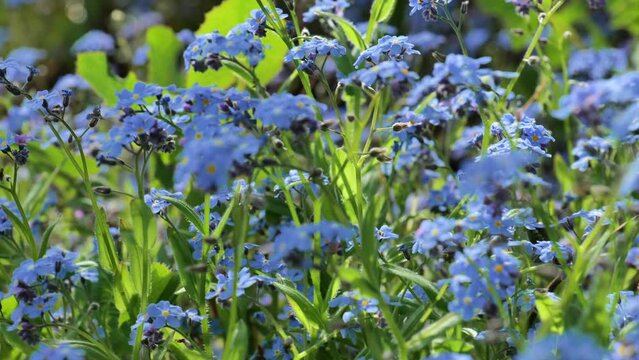Forget-me-not flowers in the sunshine. Spring shade tolerant flowers.Shady flower garden assortment. 4k footage