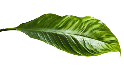 Fototapeta premium Green leaf on white background