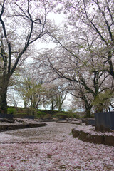 View of pathway covered in cherry blossoms