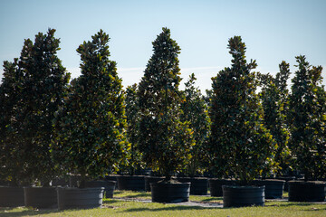 Multiple rows of tall magnolia trees in black colored plastic pots under a blue sky. The large...