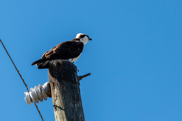 A large mature osprey, a raptor, known as a sea hawk perched on top of a wooden utility pole. The Osprey is brown in the upper parts with a grey head, white chest, slender body, and long claws.