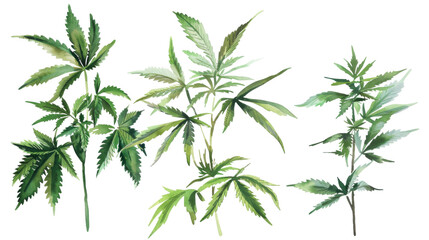 Obraz premium Marijuana plants on white backgound