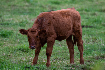 A small red heifer stands in the middle of a lush green grassy field. The baby farm animal has long brownish red hair. It's young and unstable on its legs as it stands in the pen outside.  
