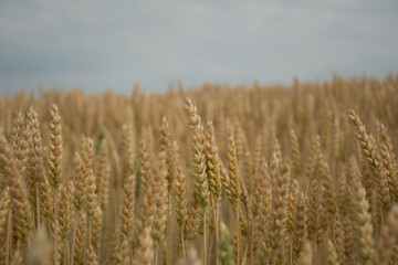 golden wheat field in summer