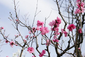 Branches of sakura flowers, cherry blossom