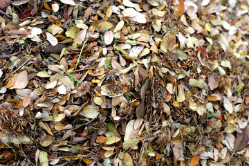 Brown dried leaves of rain tree. Dried leaves for composting