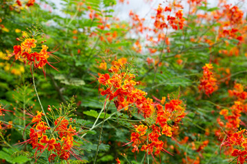 Flambuoyant tree, Flame of the forest, Peacock flower