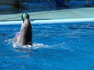 dolphin in the water