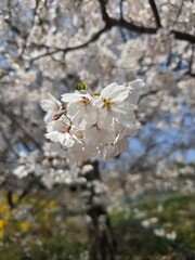 Spring's Blossoming Cherry Delight