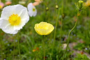 Obraz premium Beautiful poppy flower garden. The Expo 70 Commemorative Park, Osaka, Japan