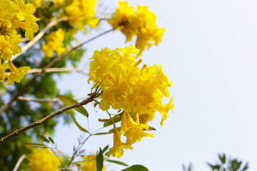 Silver trumpet tree, Tree of gold, Paraguayan silver trumpet tree