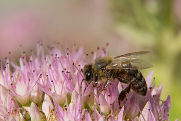 bee on a flower