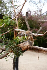 Animals in Australia
