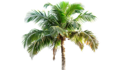 Palm coconut tree , summer concept on white background 