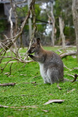 Animals in Australia