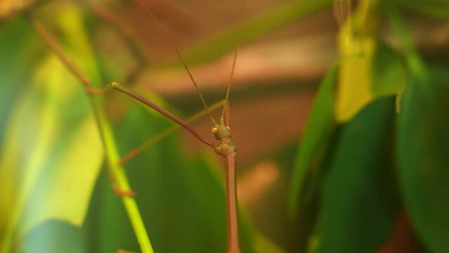 Stick insect Medauroidea extradentata family Phasmatodea Phasmids. Camouflage itself as green branch or stem of the plant blending into environment. Hobby Entomology and Nematology. Biological study.