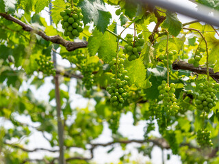 実りを付けた夏の葡萄畑