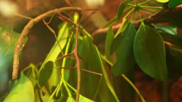 Stick insect Medauroidea extradentata family Phasmatodea Phasmids. Camouflage itself as green branch or stem of the plant blending into environment. Hobby Entomology and Nematology. Biological study.