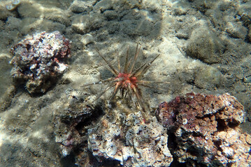 Red lance pencil urchin - Stylocidaris affinis
