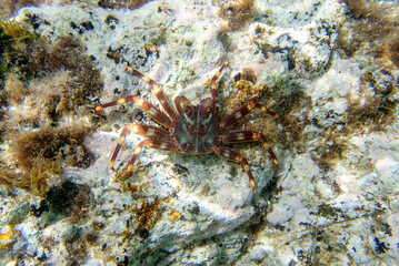 Sally Lightfoot Crab (Percnon gibbesi), invaded species in Sithonia, Greece. Underwater photography
