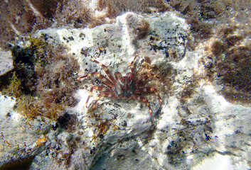 Sally Lightfoot Crab (Percnon gibbesi), invaded species in Sithonia, Greece. Underwater photography