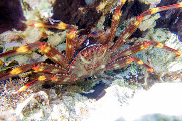 Sally Lightfoot Crab (Percnon gibbesi), invaded species in Sithonia, Greece. Underwater photography © Kolevski.V