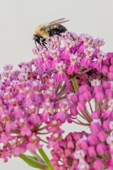 Closeup of bumble bee crawling on pink milkweed flowers in pollinator garden in summer
