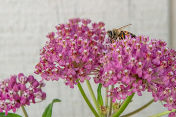 Honey bee gathering pollen from pink milkweed flowers
