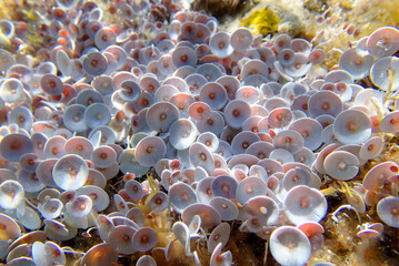Acetabularia mediterranea - The Mediterranean sea algae