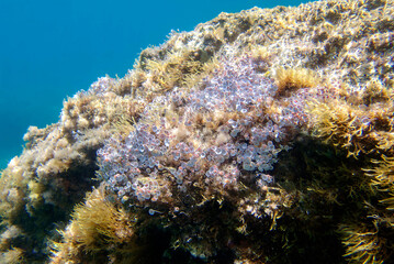 Acetabularia mediterranea - The Mediterranean sea algae