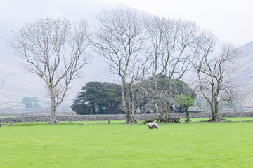 Obraz premium Sheep grazing in Lake District National Park.