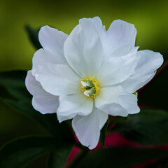 white Peony flowers