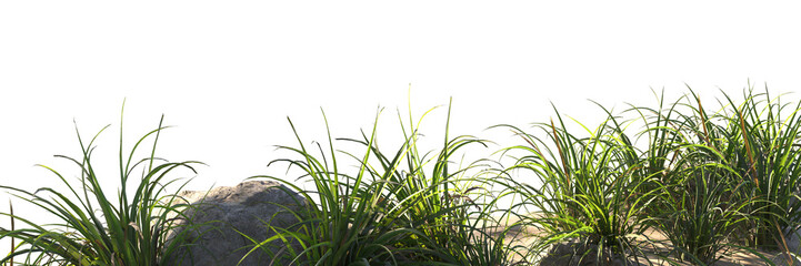 Obraz premium green grass and rock, stone and grass isolated