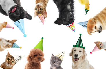 Many different animals with party hats on white background, collage