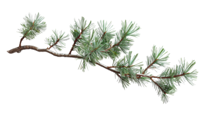 Pine tree branch on white background 