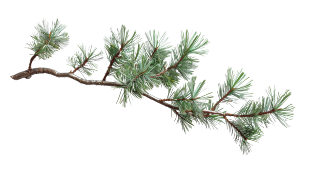 Pine tree branch on white background 