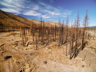 Obraz premium Burnt trees destroyed by forest fire in Hat Creek, California, United States of America.