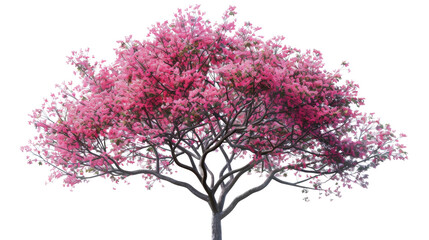 Obraz premium Cherry blossom on white background