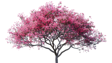 Cherry blossom on white background