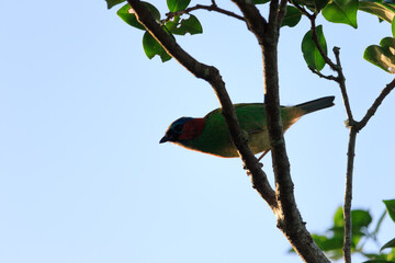 Bird in tree