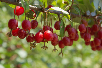 Ripe Autumn Olive Berries (Elaeagnus Umbellata) growing on a branch . oleaster