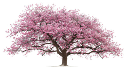 Obraz premium Cherry blossom on white background