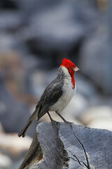 Extreme close-up of a redheaded cardinal on maui.