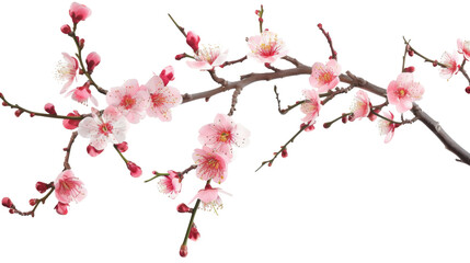 Fototapeta premium Pink blossom of a tree on white background