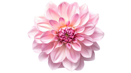 Obraz premium Carnation flower pink on white background
