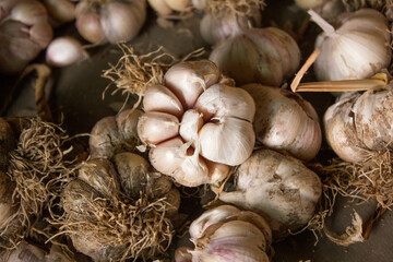 Garlic harvest, growing vegetable, agriculture background