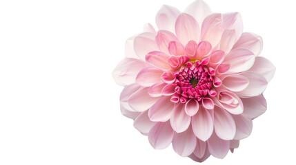 Fototapeta premium Carnation flower pink on white background