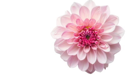 Carnation flower pink on white background